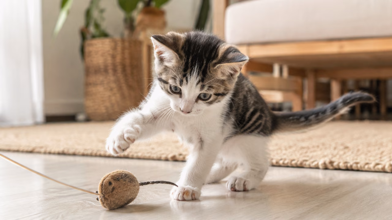 Cuidados de gatos en España: rutina, juego y bienestar útil