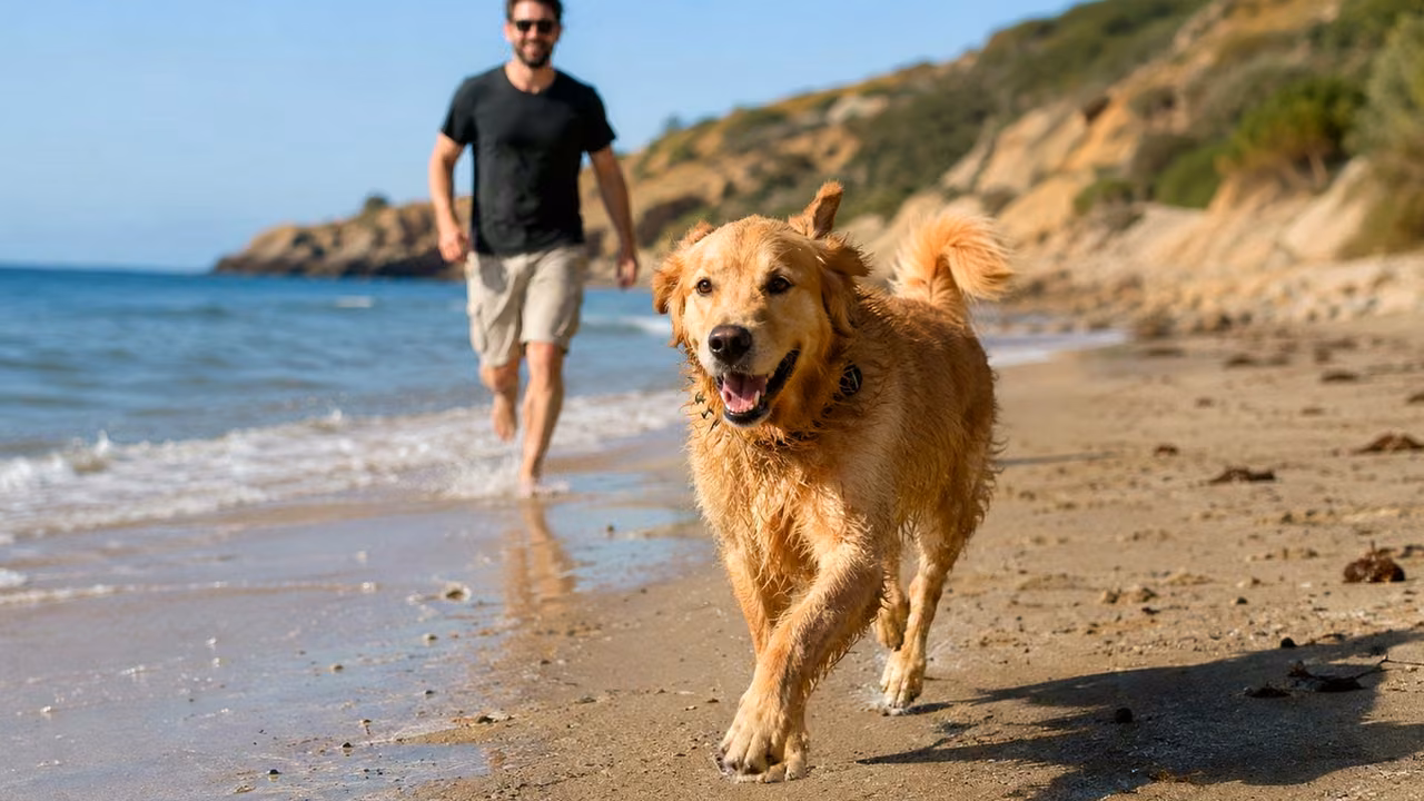 Perros en Perú: cuidados para una vida sana y feliz útil: contexto visual con ideas de cuidado y bienestar